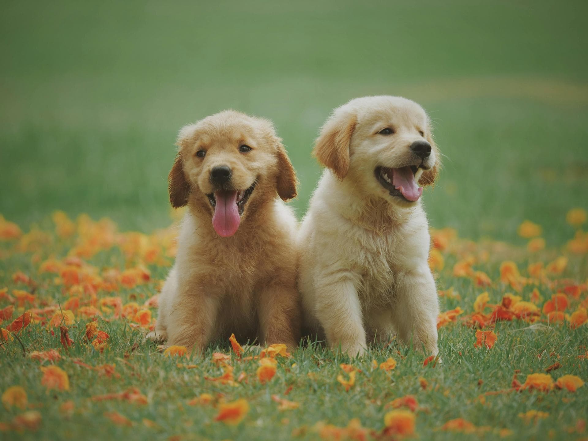 Best Vets in Yakima